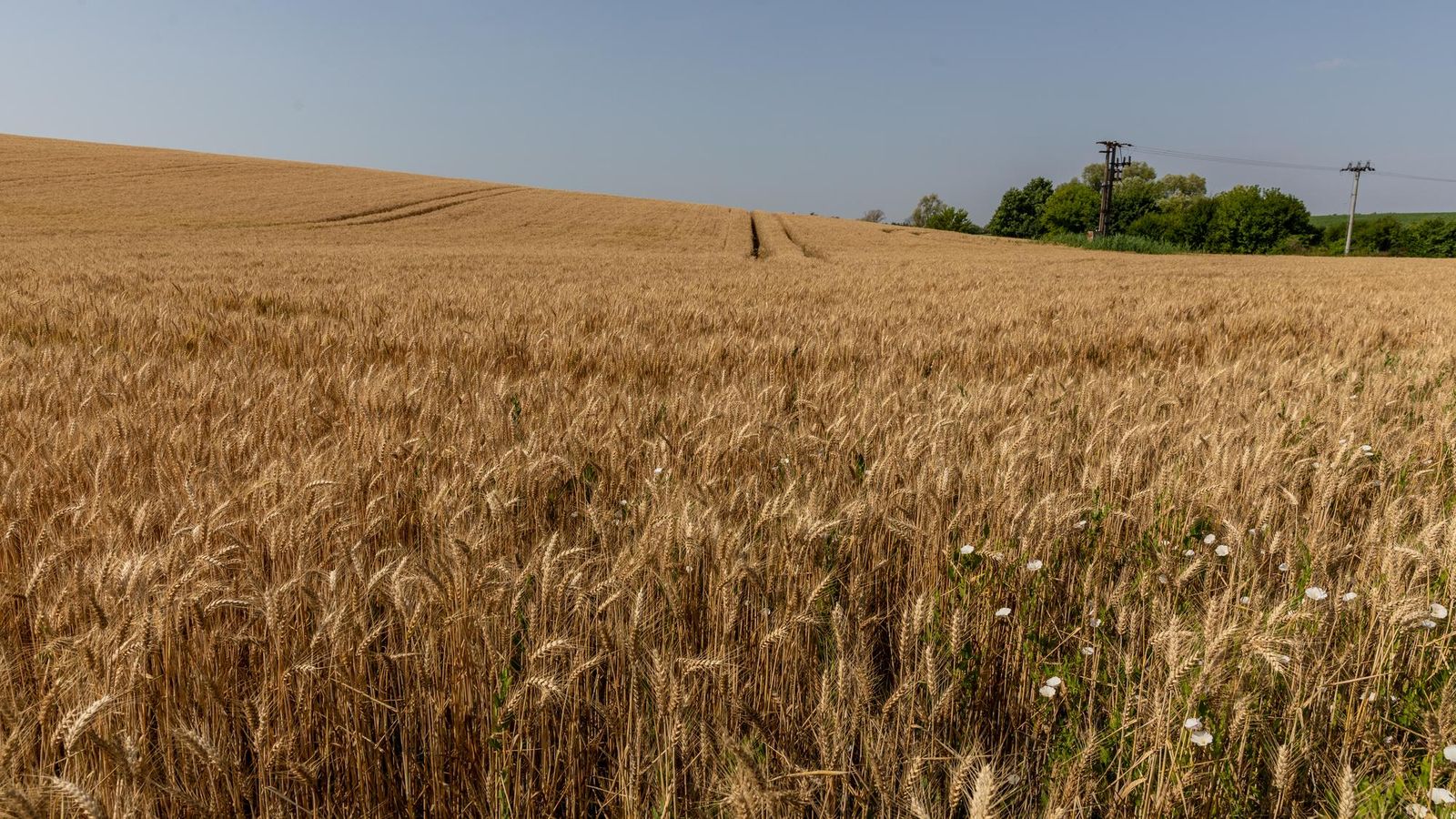 Pšenice bude tento rok dosť, mlynári sú však neistí ohľadom jej kvality